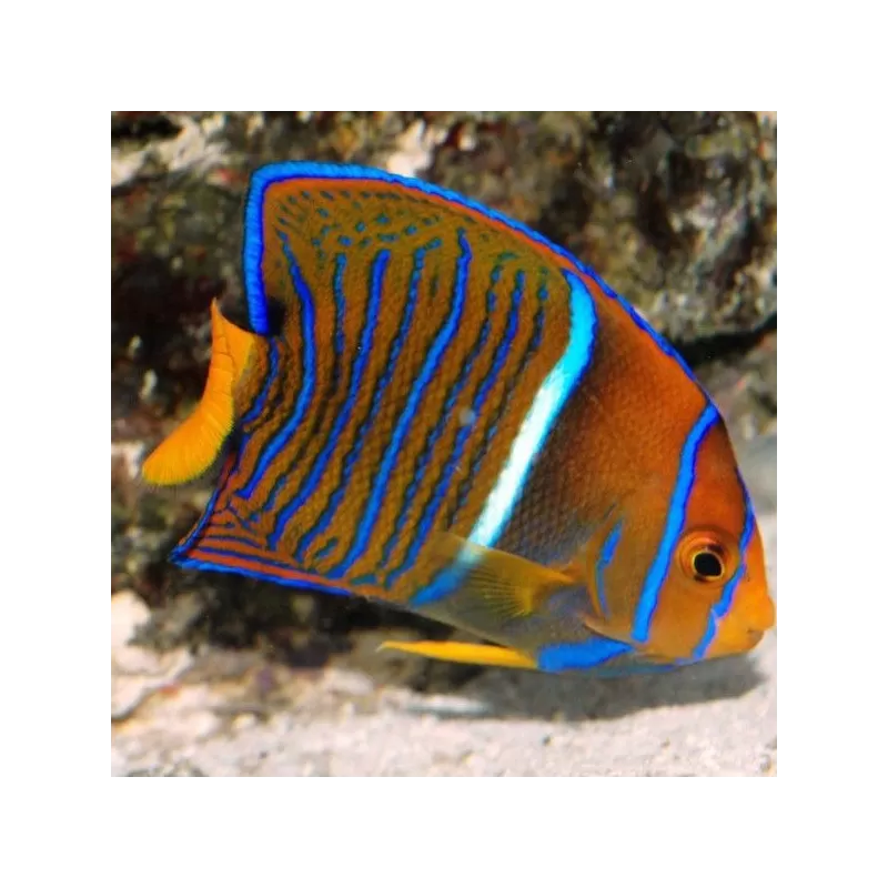 holacanthus passer M holacanthus passer M