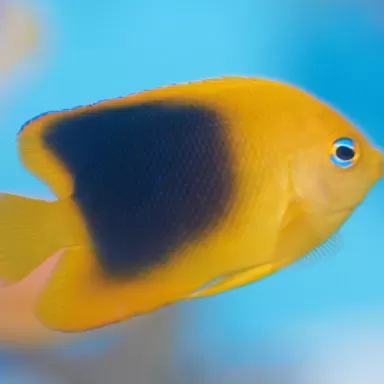 holacanthus tricolor M