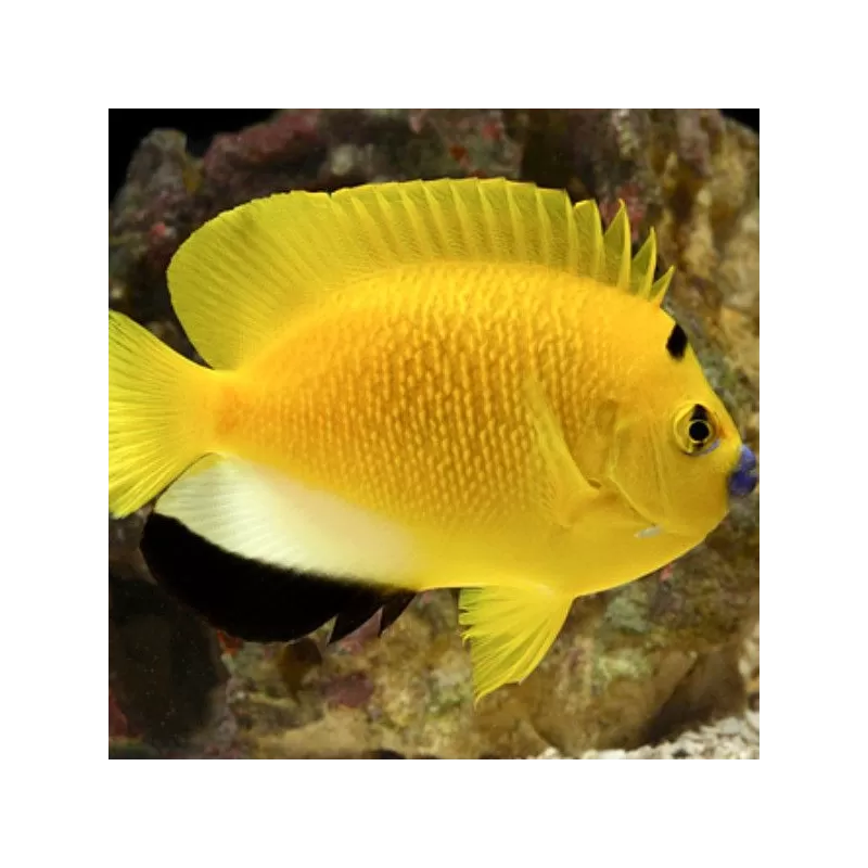 Apolemichthys Trimaculatus M