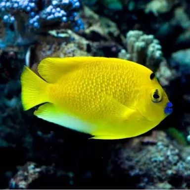 apolemichthys trimaculatus L