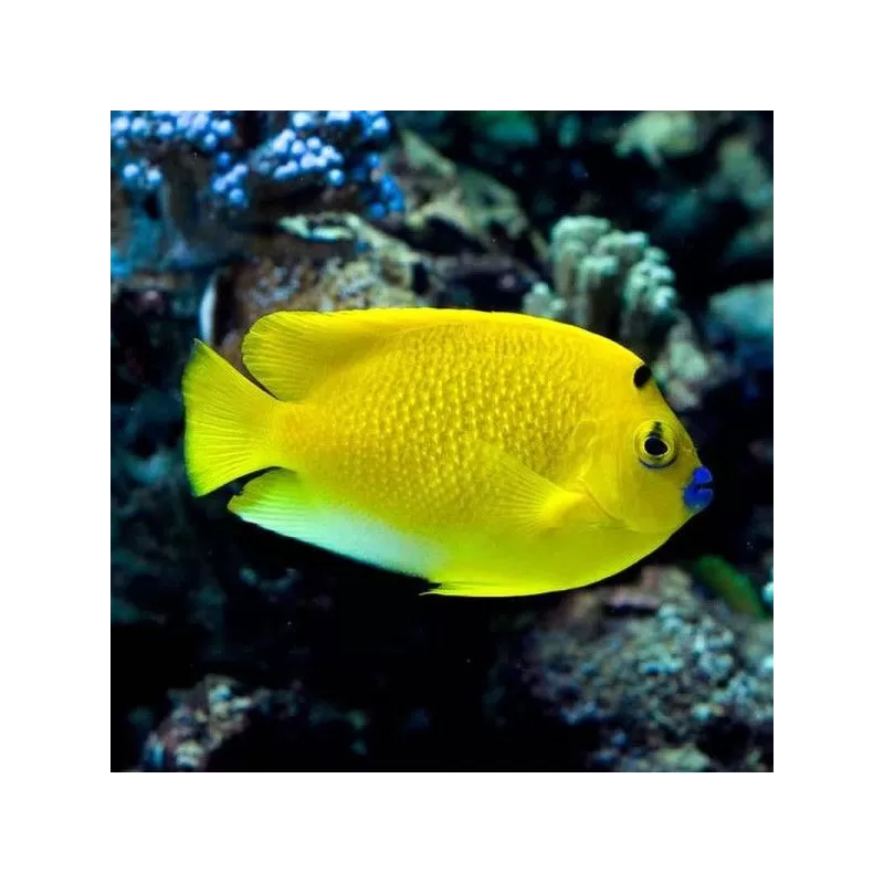 apolemichthys trimaculatus L apolemichthys trimaculatus L