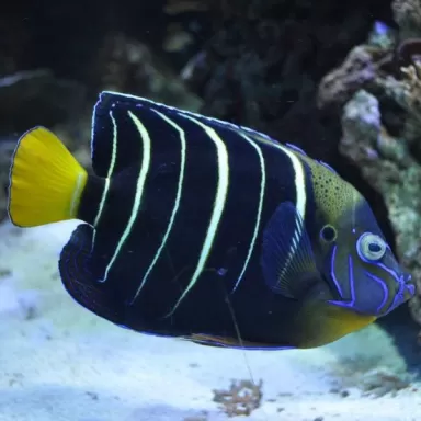 pomacanthus chrysurus Juv M