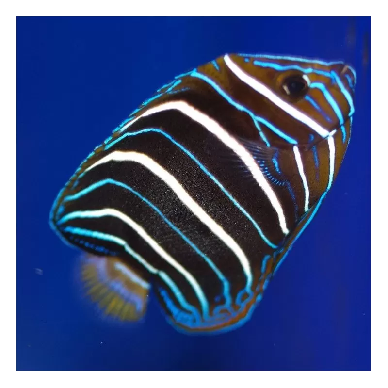 pomacanthus chrysurus Juv M