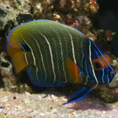 Pomacanthus Xanthometopon L