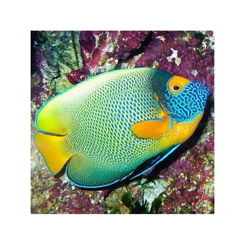 Pomacanthus Xanthometopon M