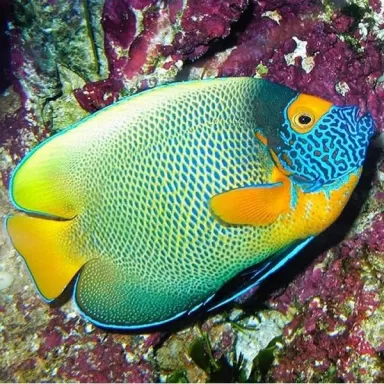 Pomacanthus Xanthometopon Juv S