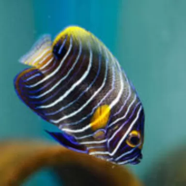 Pomacanthus Xanthometopon Juv S