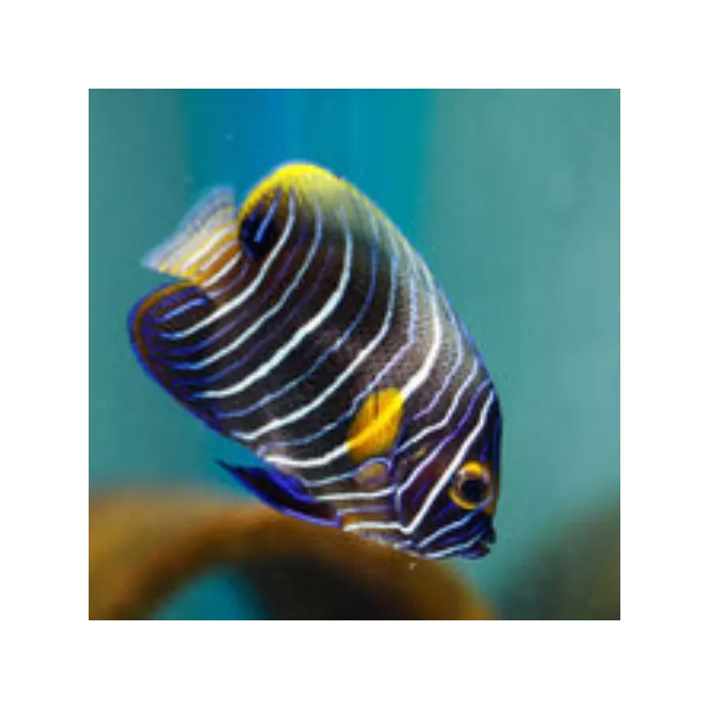 Pomacanthus Xanthometopon Juv S