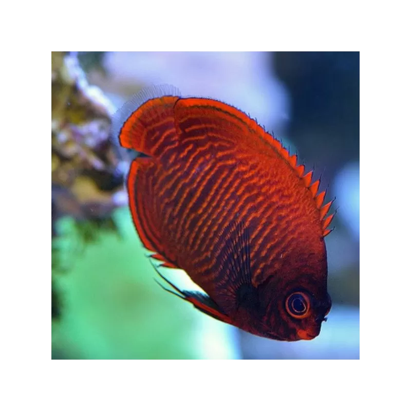 centropyge aurantia centropyge aurantia