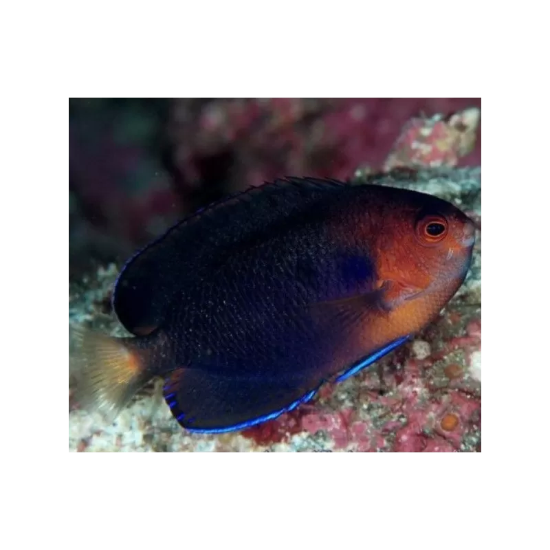 centropyge flavicauda centropyge flavicauda