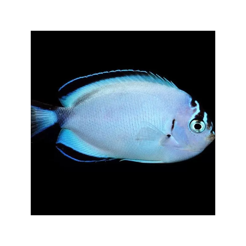 Genicanthus Watanabei female Genicanthus Watanabei female