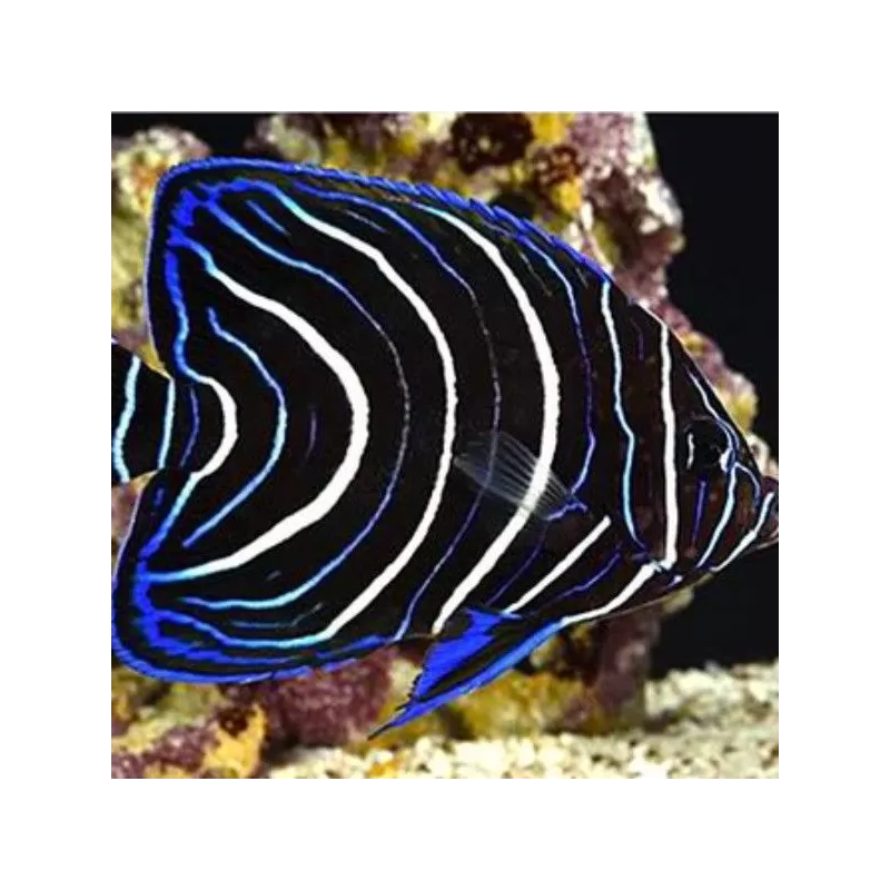 Pomacanthus semicirculatus S