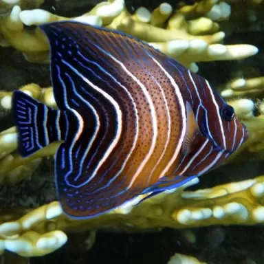 Pomacanthus semicirculatus S