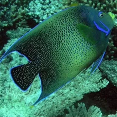 pomacanthus semicirculatus XL