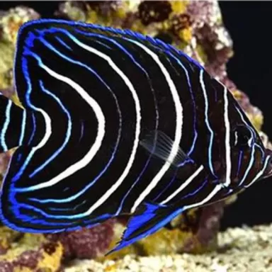 pomacanthus semicirculatus M