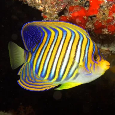 Pygoplites Diacanthus M