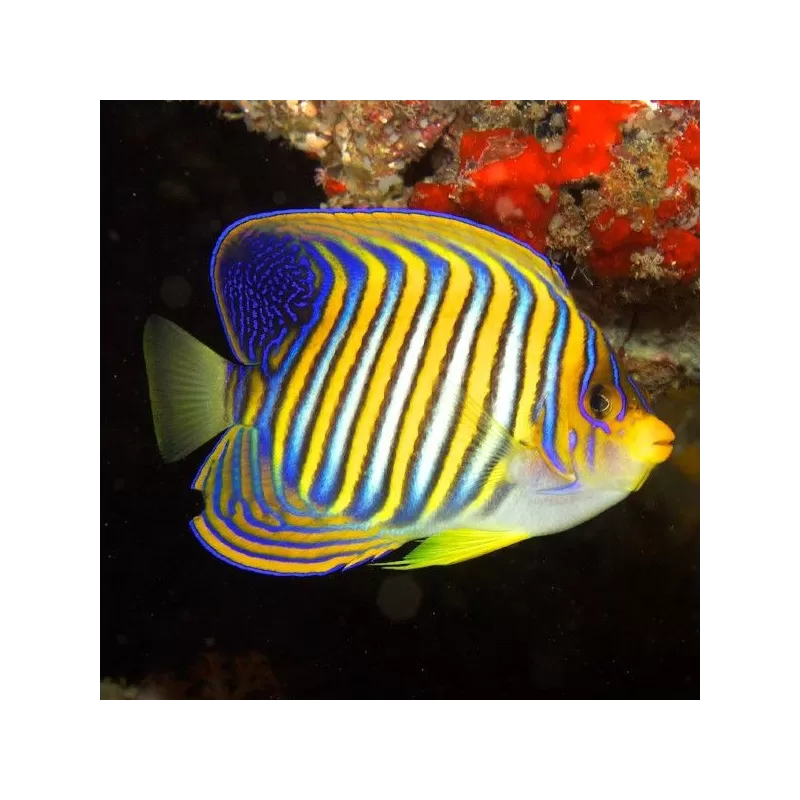 Pygoplites Diacanthus M Pygoplites Diacanthus M
