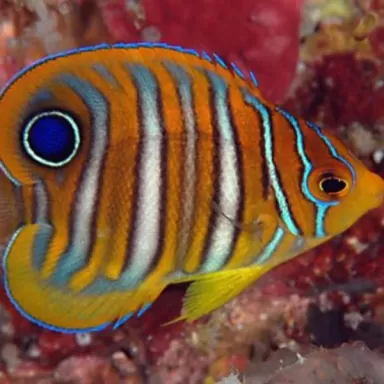 Pygoplites Diacanthus M