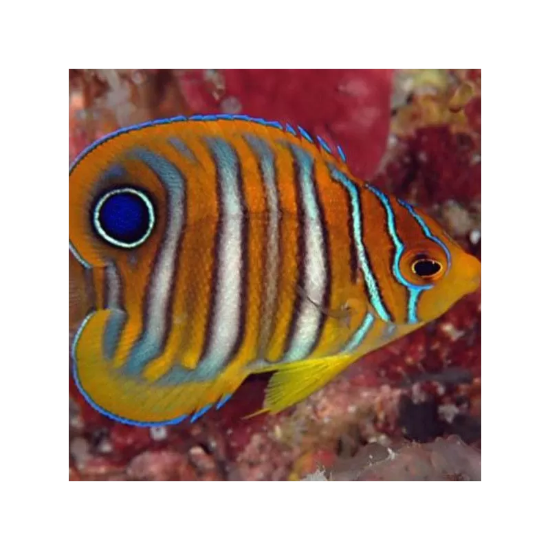 Pygoplites Diacanthus S