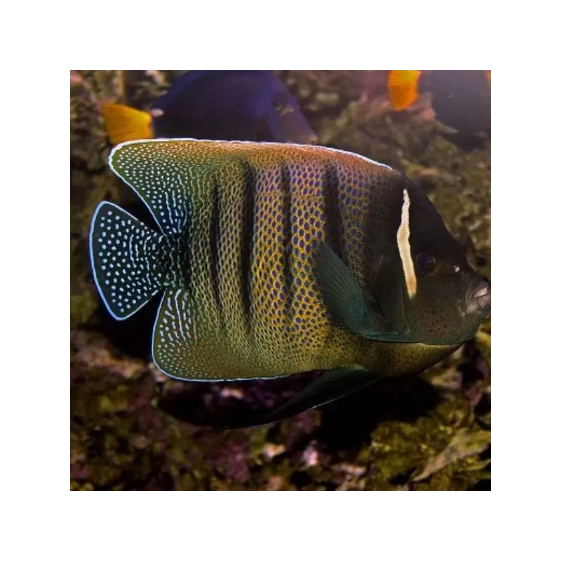 pomacanthus sexstriatus M pomacanthus sexstriatus M