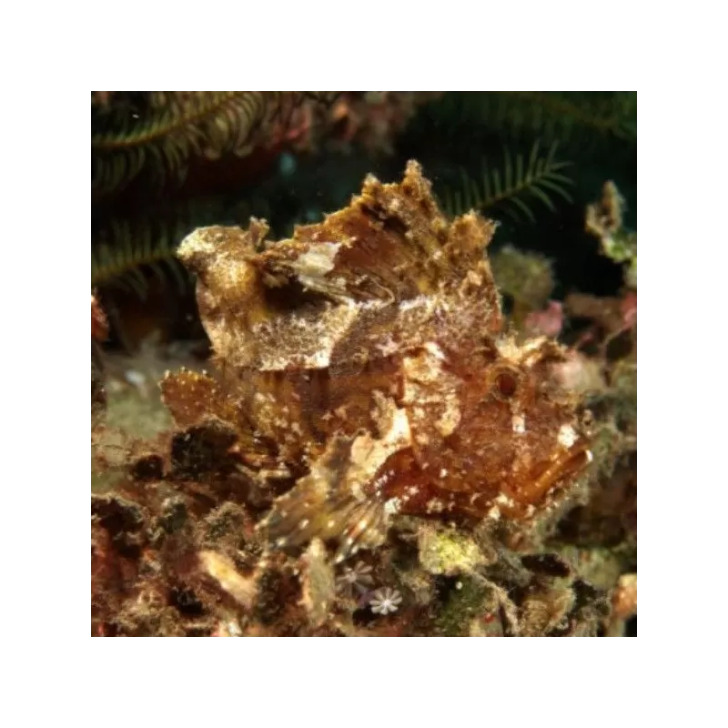 Taenianotus Triacanthus Brown | Coralandfishstore.nl Taenianotus Triacanthus Brown | Coralandfishstore.nl