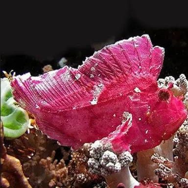 taenianotus triacanthus