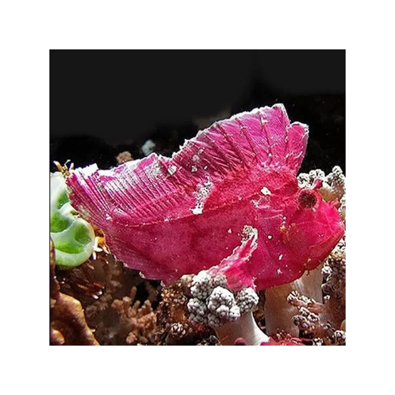 taenianotus triacanthus taenianotus triacanthus