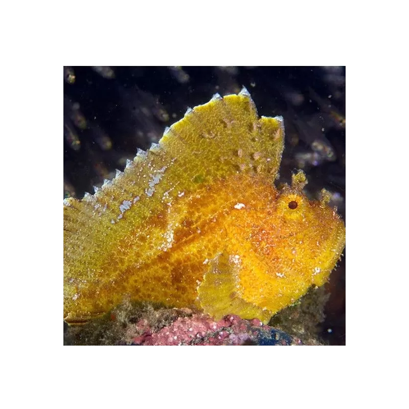 taenianotus triacanthus taenianotus triacanthus
