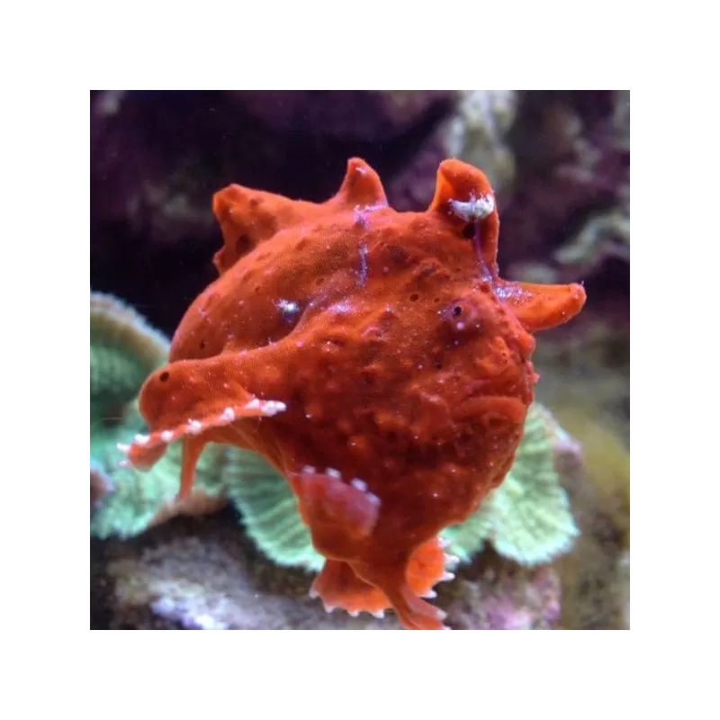 antennarius sp antennarius sp