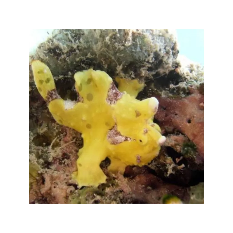 antennarius maculatus M antennarius maculatus M