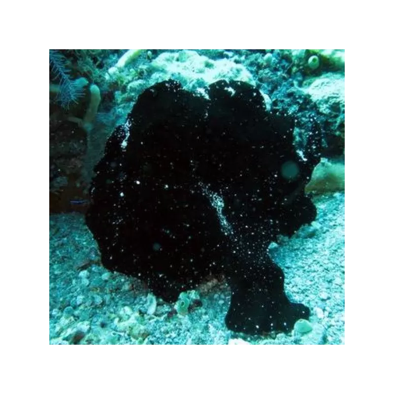 antennarius sp antennarius sp