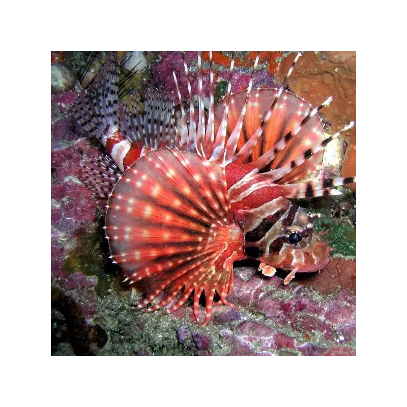 Dendrochirus-Zebra (M)