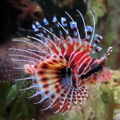 Dendrochirus Zebra M