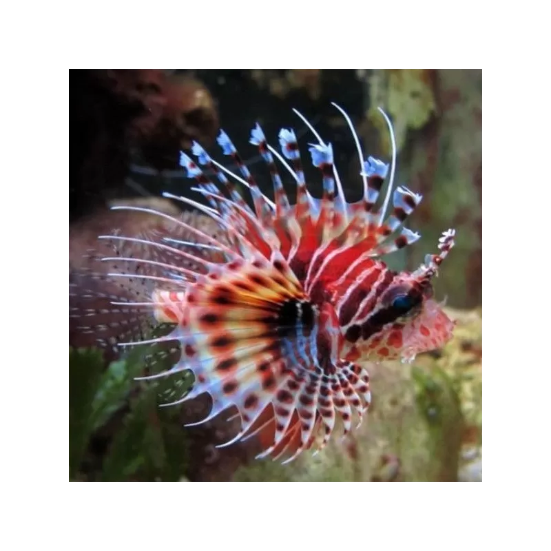 Dendrochirus-Zebra (M)