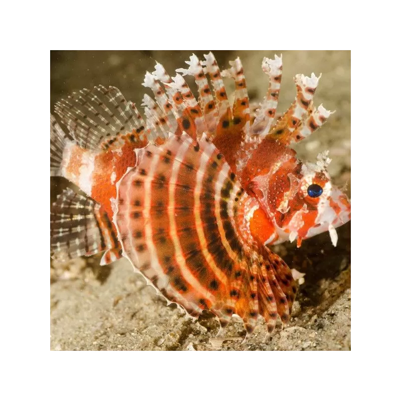 dendrochirus brachypterus M dendrochirus brachypterus M