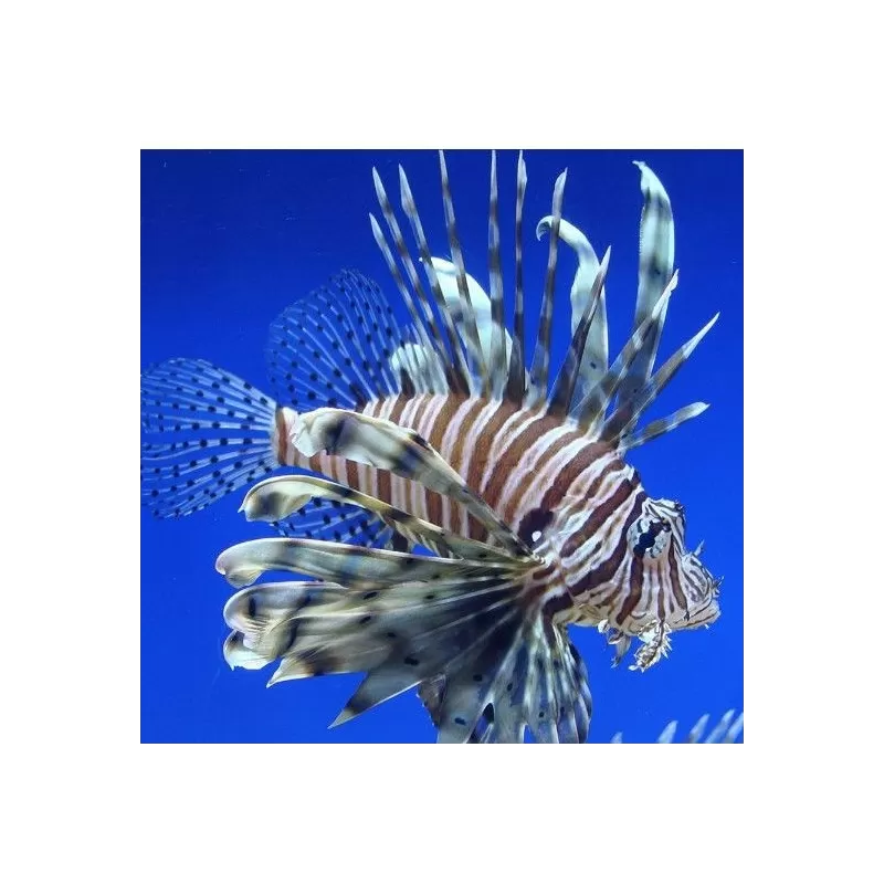Pterois Volitans – Der große Rotfeuerfisch | Coralandfishstore.nl Pterois Volitans – Der große Rotfeuerfisch | Coralandfishstore.nl