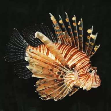 pterois miles M