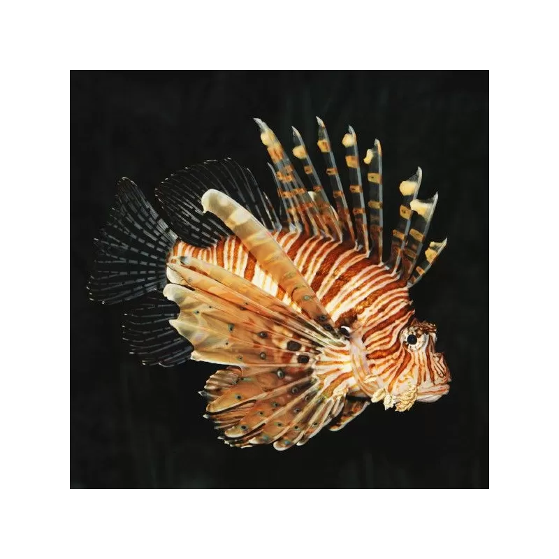 pterois miles M