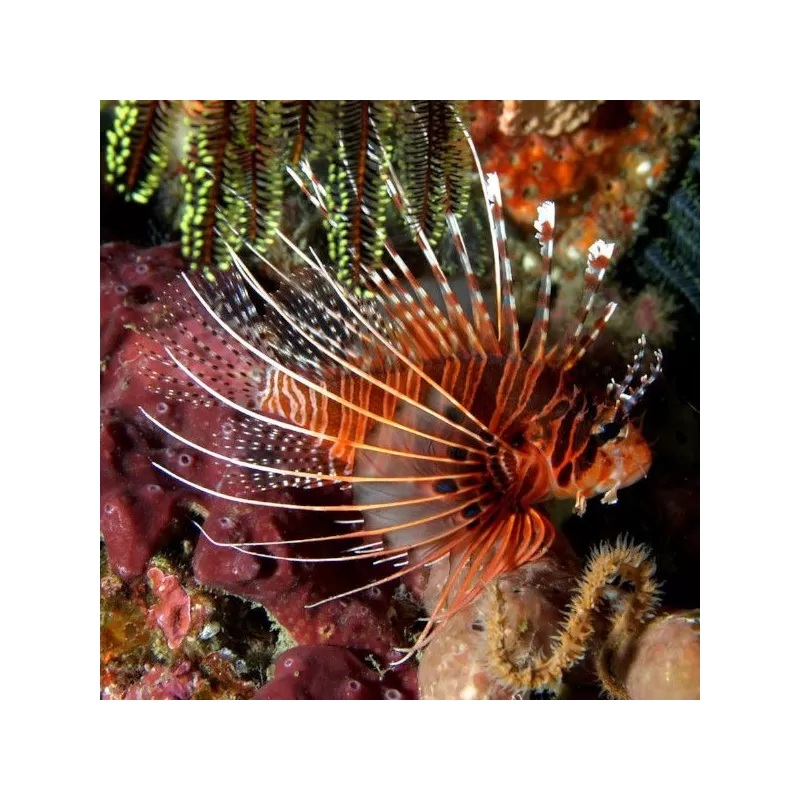 Pterois Antennata M Pterois Antennata M