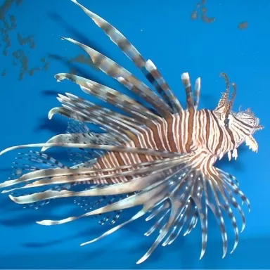Pterois Volitans  -  De grote koraalduivel | Coralandfishstore.nl