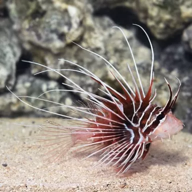Pterois Radiata M
