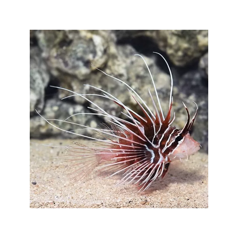 Pterois Radiata M Pterois Radiata M
