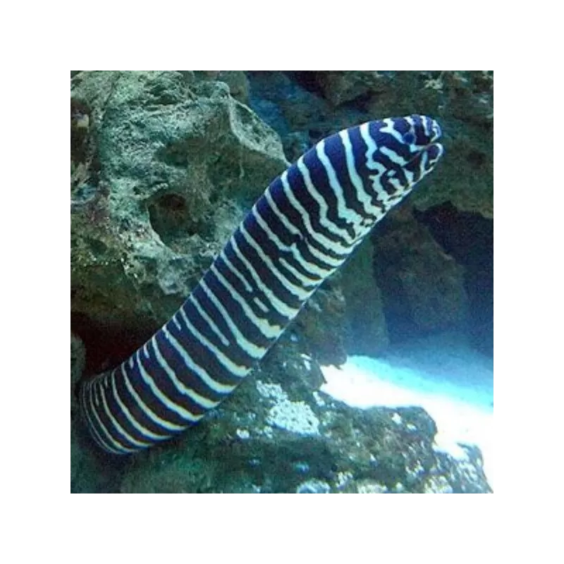 Gymnomuraena Zebra L Gymnomuraena Zebra L