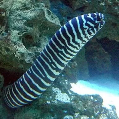 Gymnomuraena Zebra S M