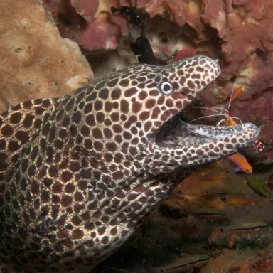 gymnothorax favagineus S