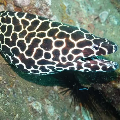 gymnothorax favagineus S