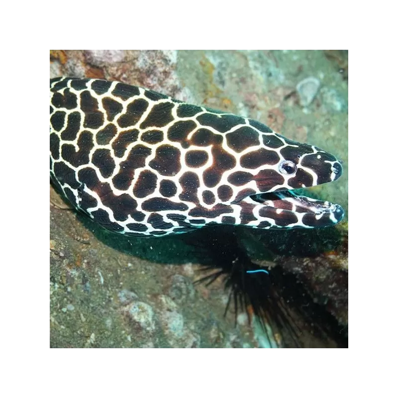 gymnothorax favagineus S gymnothorax favagineus S