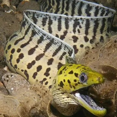 gymnothorax fimbriatus S