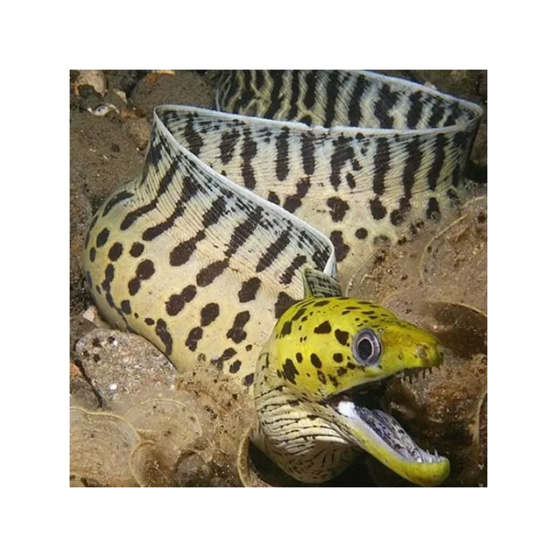 gymnothorax fimbriatus S gymnothorax fimbriatus S