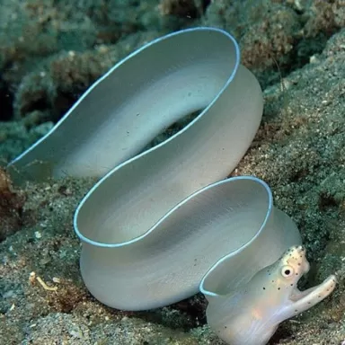 Pseudechidna Brummeri